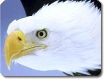 Aquila